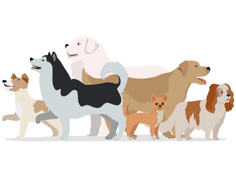 Illustrazione cani di razze diverse